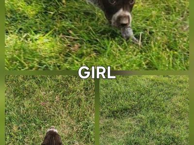 German Shorthaired Pointer Puppy