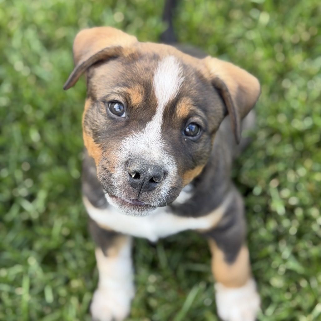 Hello my name is Chili
