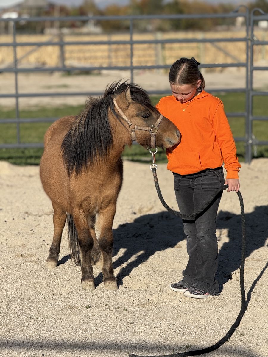 Pony: Dun Stud/Gelding