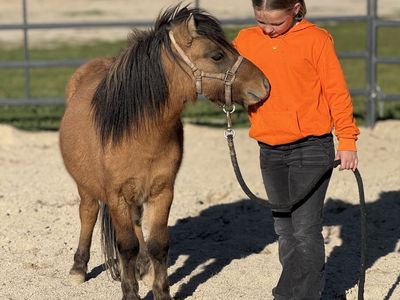 Pony: Dun Stud/Gelding