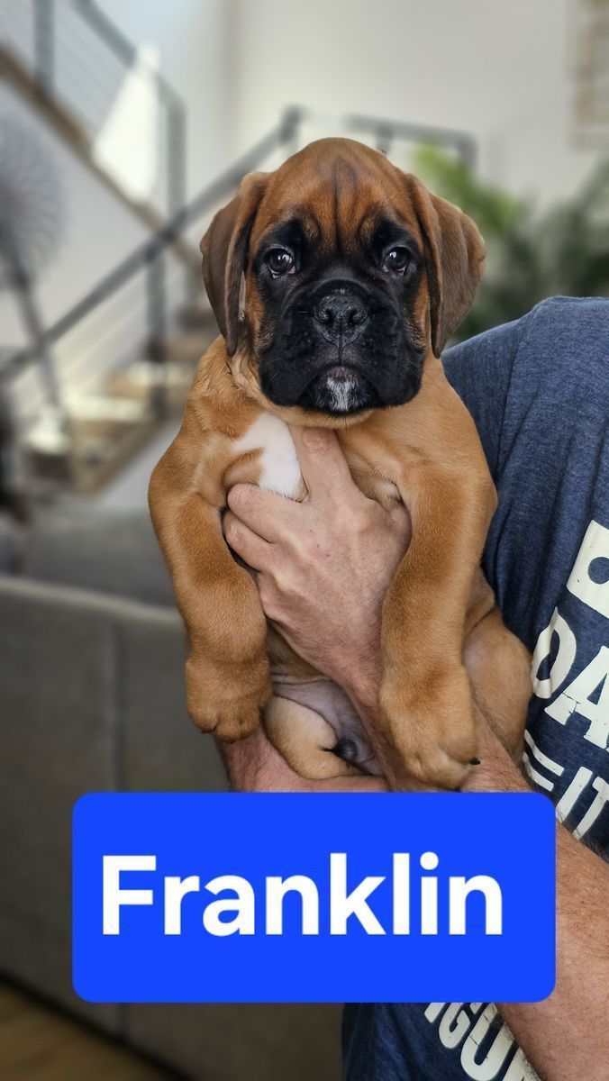 AKC European Boxers