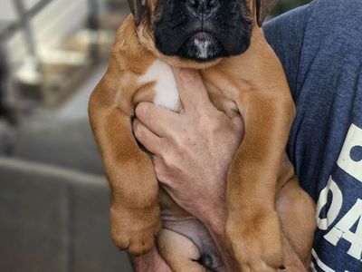 AKC European Boxers