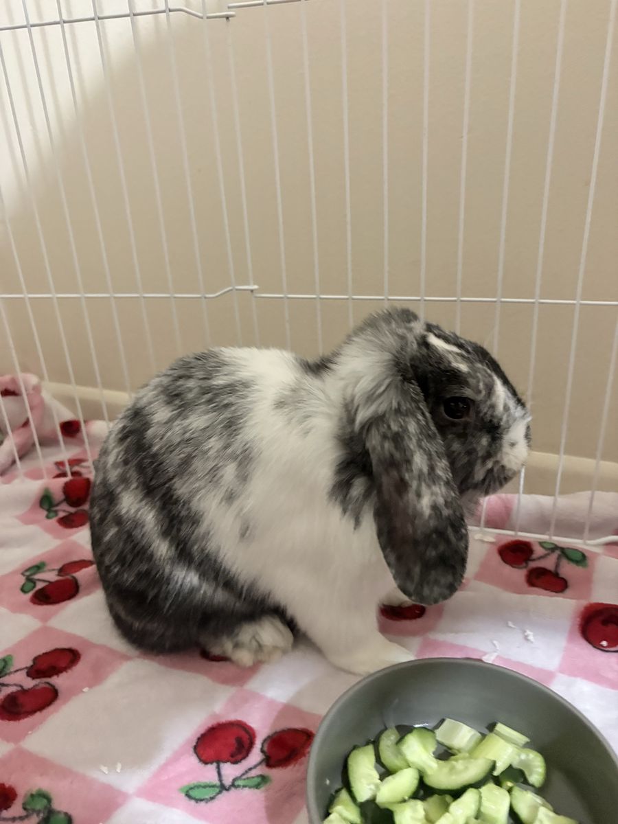 Holland Lop Bunny - Friendly and Active Rabbit