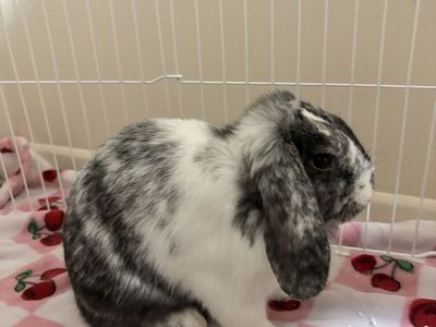 Holland Lop Bunny - Friendly and Active Rabbit