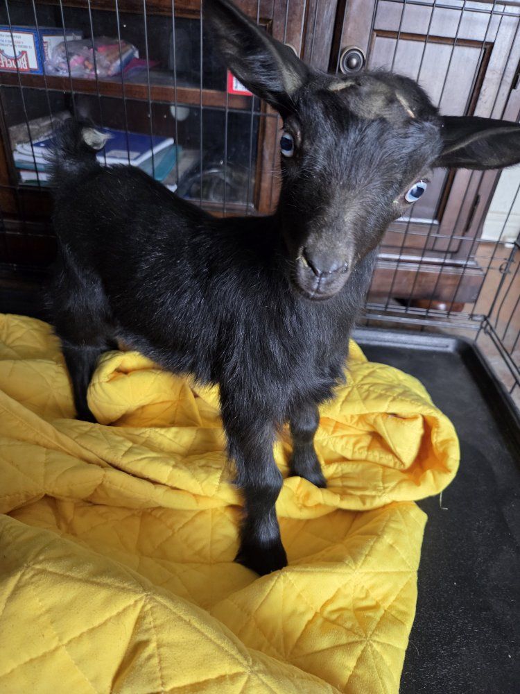 Nigerian Dwarf