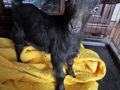 Nigerian Dwarf