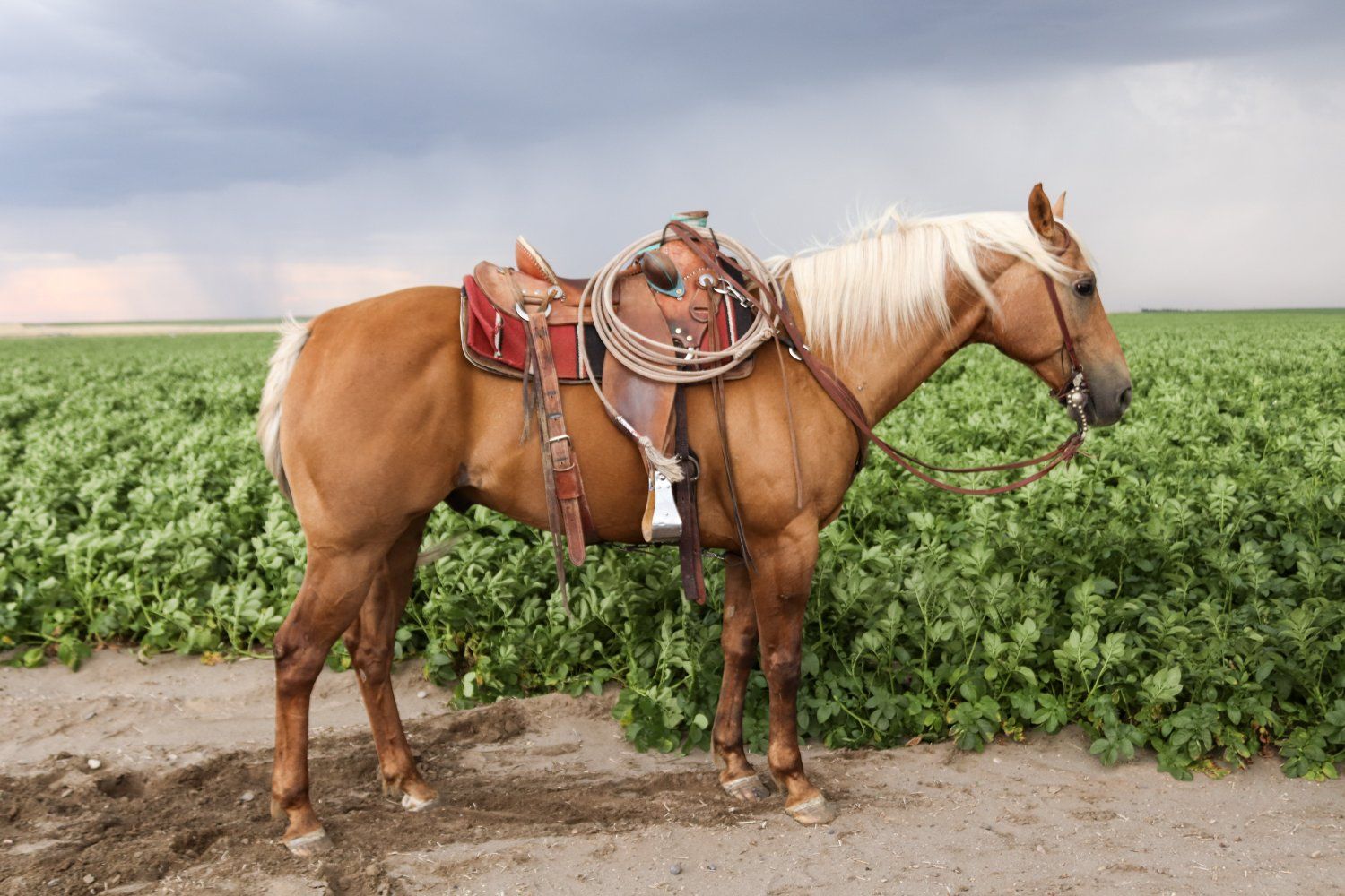15.1 Palomino Gelding