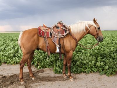 15.1 Palomino Gelding