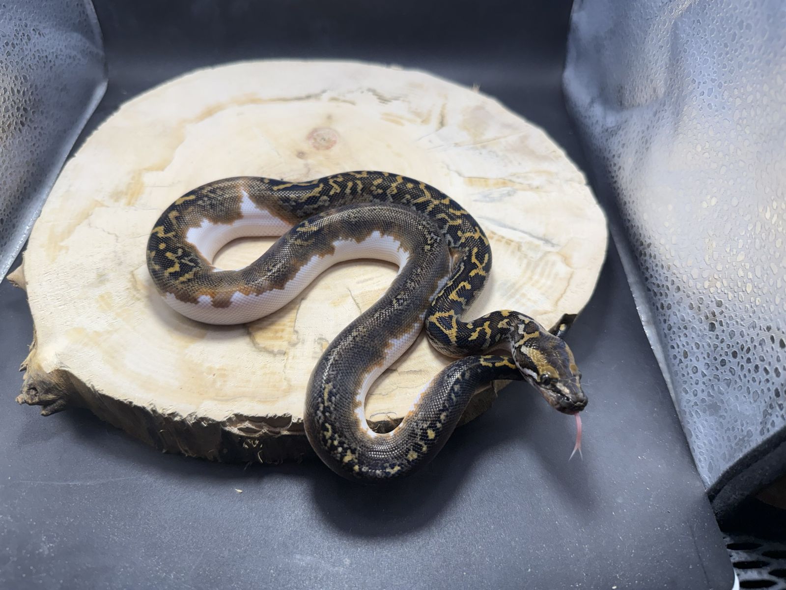 Pied Burmese Male