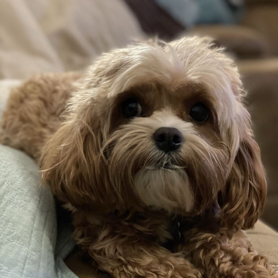 Cavapoo stud f1 8 lbs