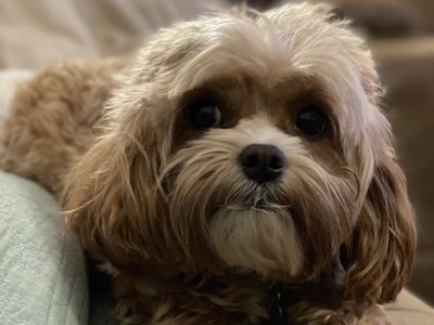 Cavapoo stud f1 8 lbs