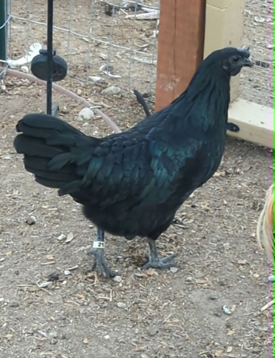 Ayam Cemani Pullets