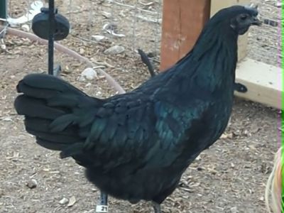 Ayam Cemani Pullets
