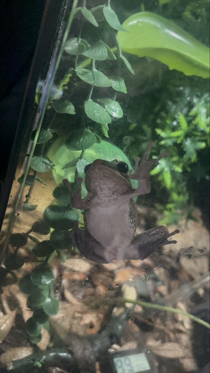 golden tree frog