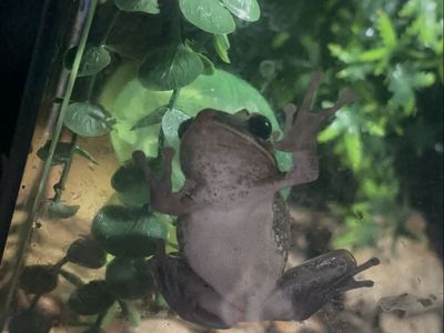 golden tree frog