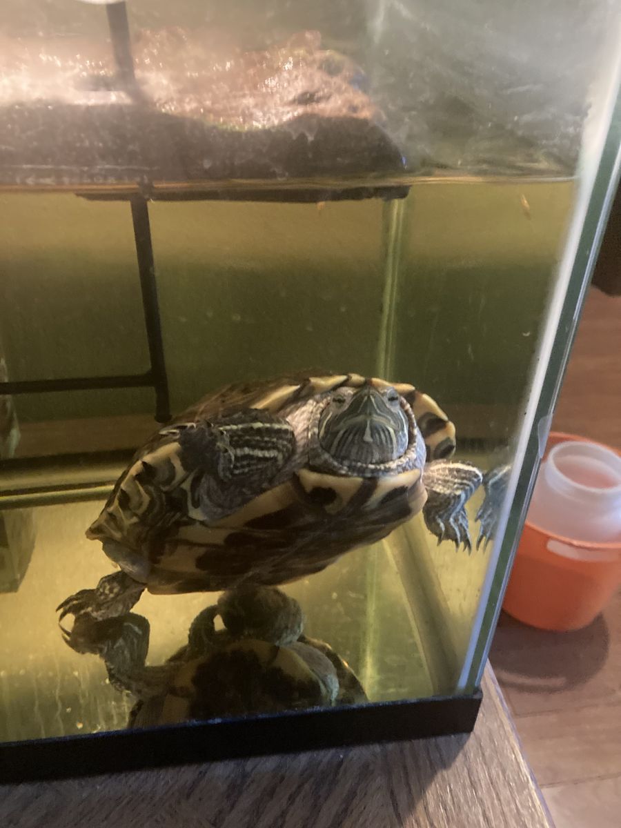 Red Eared Slider Turtle + Tank & Accesories