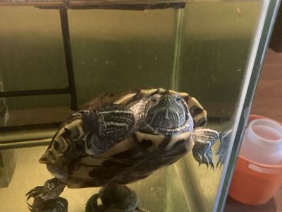 Red Eared Slider Turtle + Tank & Accesories
