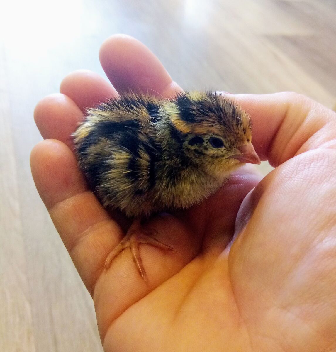 Jumbo Coturnix Quail