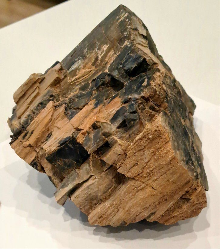 Rare Black Petrified Wood Semi-polished - 5.7 LB