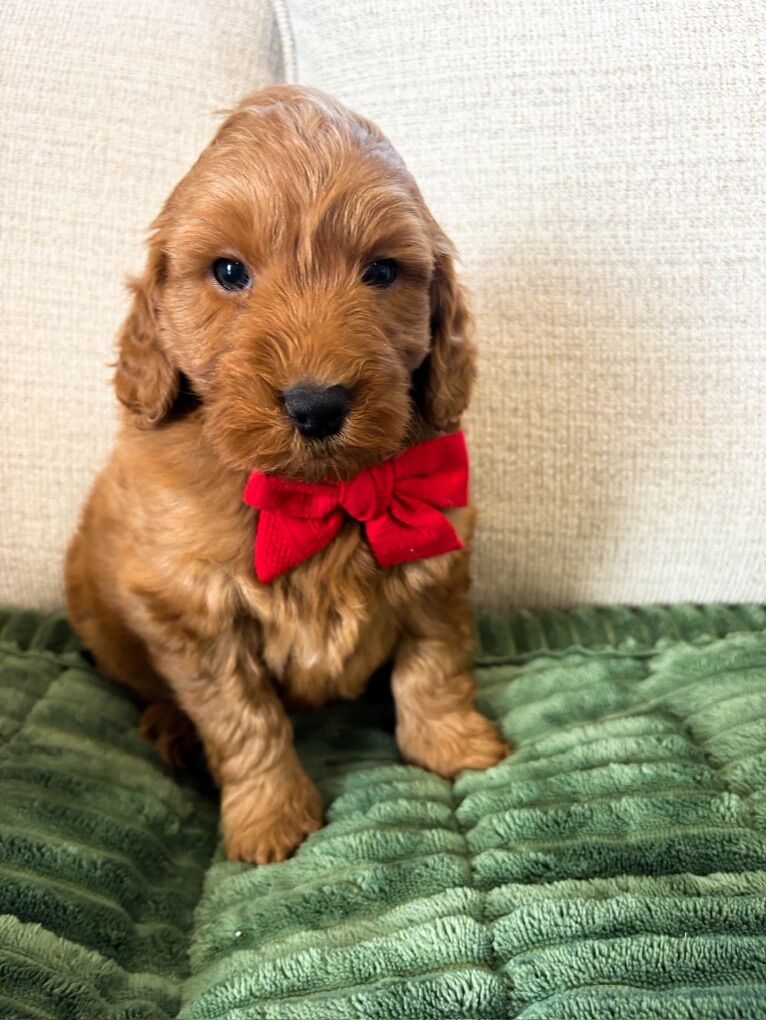 Mini Goldendoodle- THERAPY + FAMILY puppy