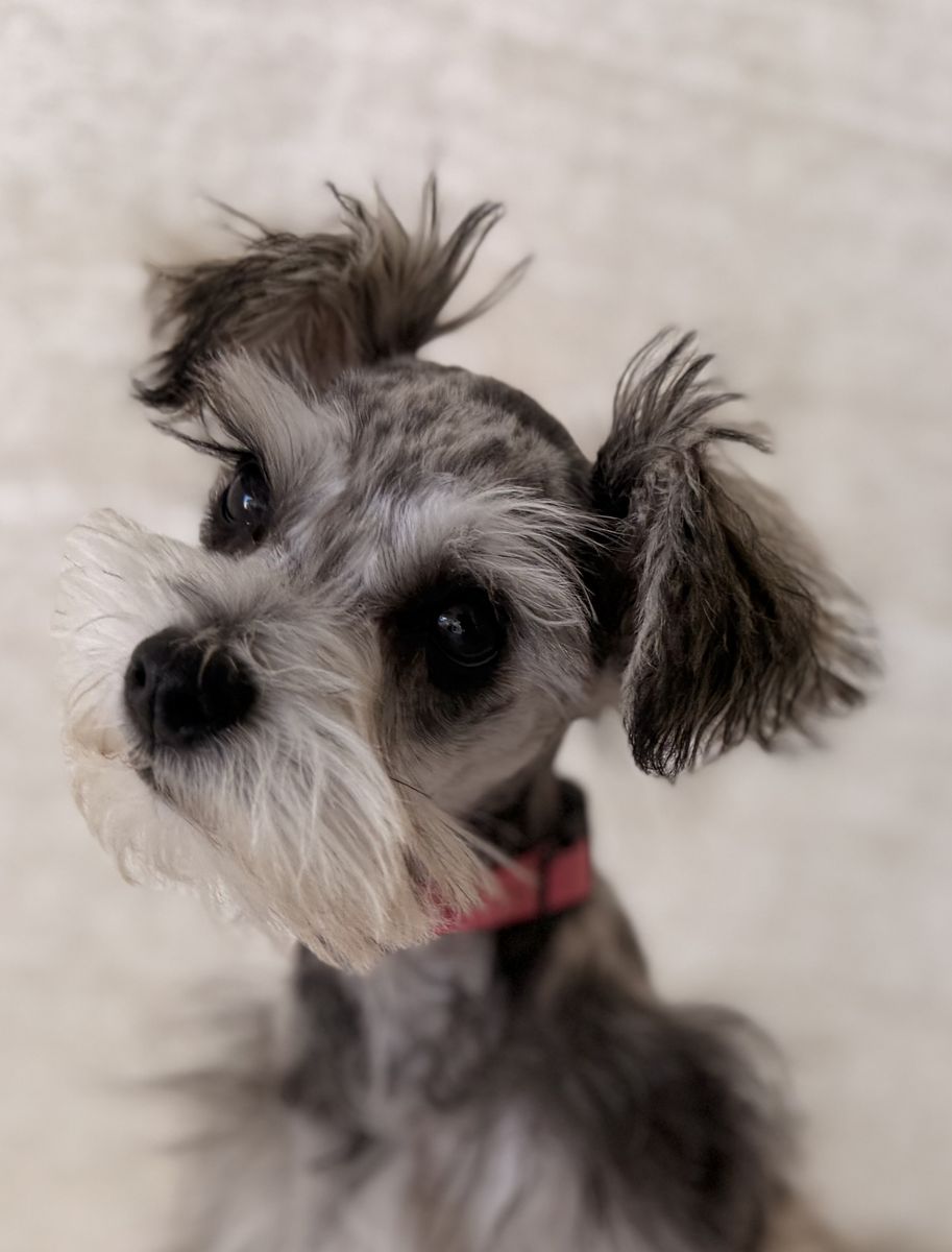 Mini schnauzer female