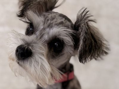 Mini schnauzer female