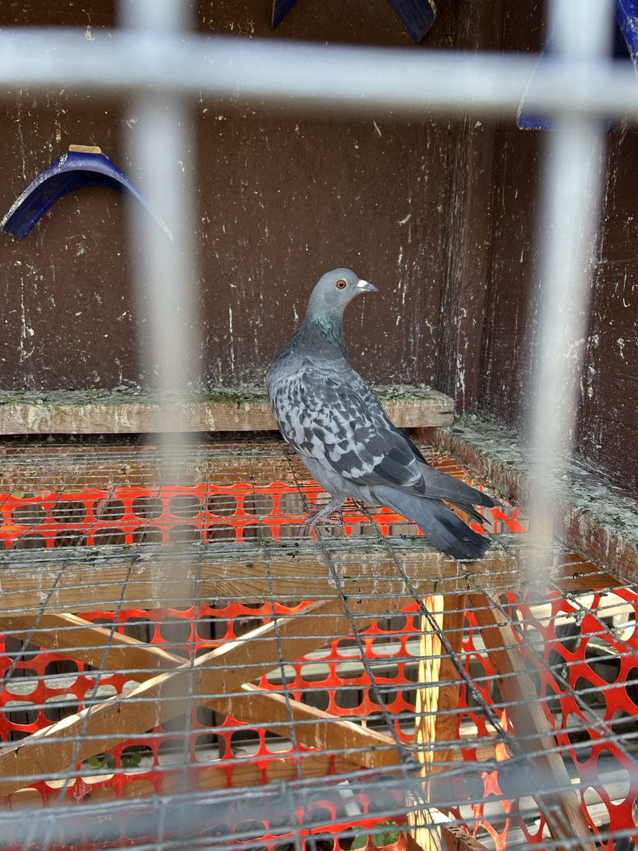 Wild Caught Pigeons - Good Flyers