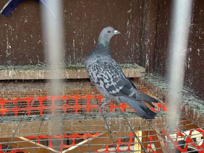 Wild Caught Pigeons - Good Flyers