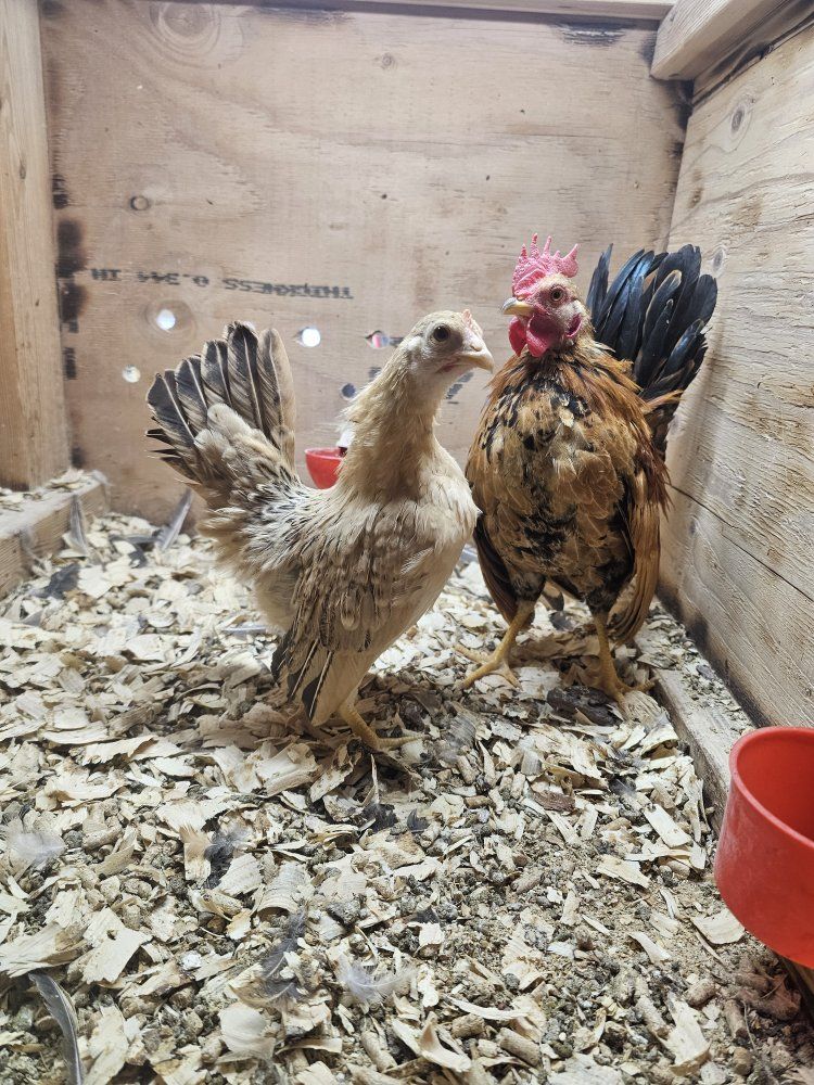 Serama Bantam Chickens Pair - Rooster and Hen