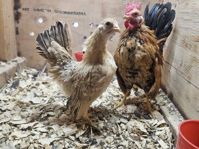 Serama Bantam Chickens Pair - Rooster and Hen