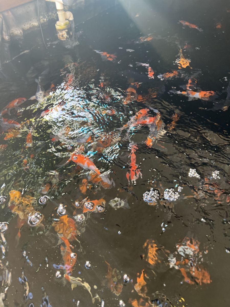 Koi fish Tosai
