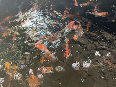 Koi fish Tosai
