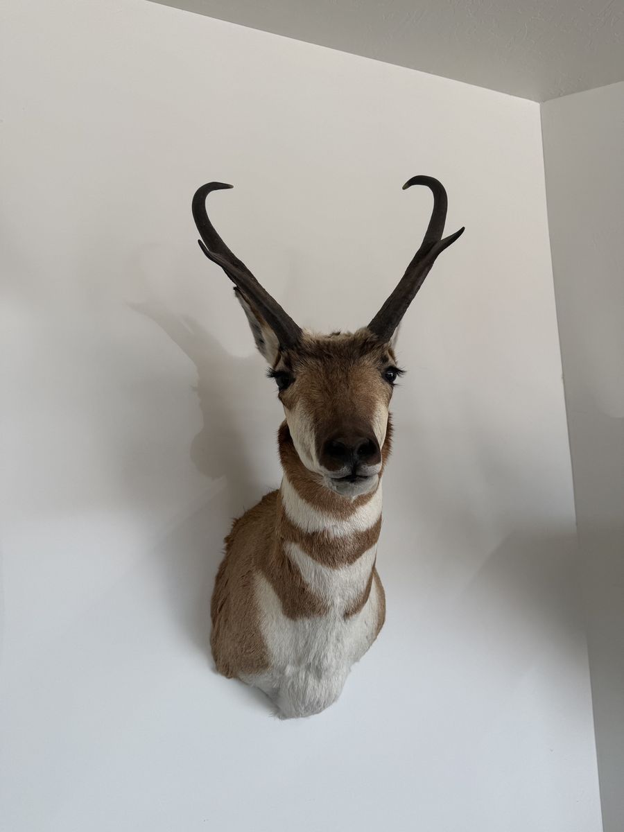 American Big Game Taxidermy Mounts Collection