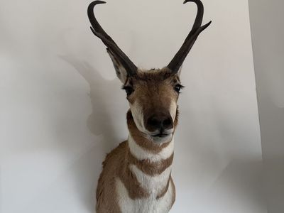 American Big Game Taxidermy Mounts Collection