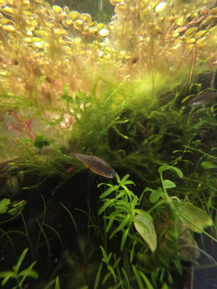 Celestial Pearl Danio (CPD)