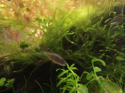 Celestial Pearl Danio (CPD)