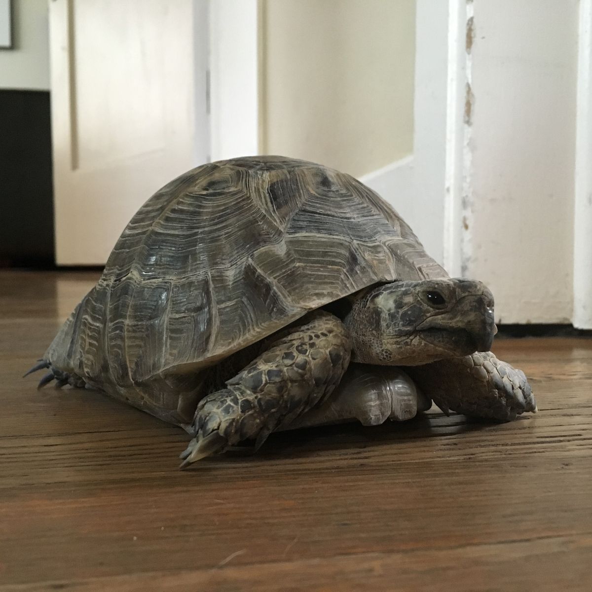 Lost Tortoise - Reward!