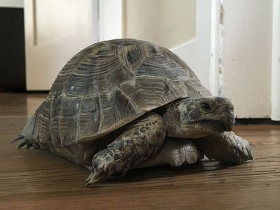 Lost Tortoise - Reward!