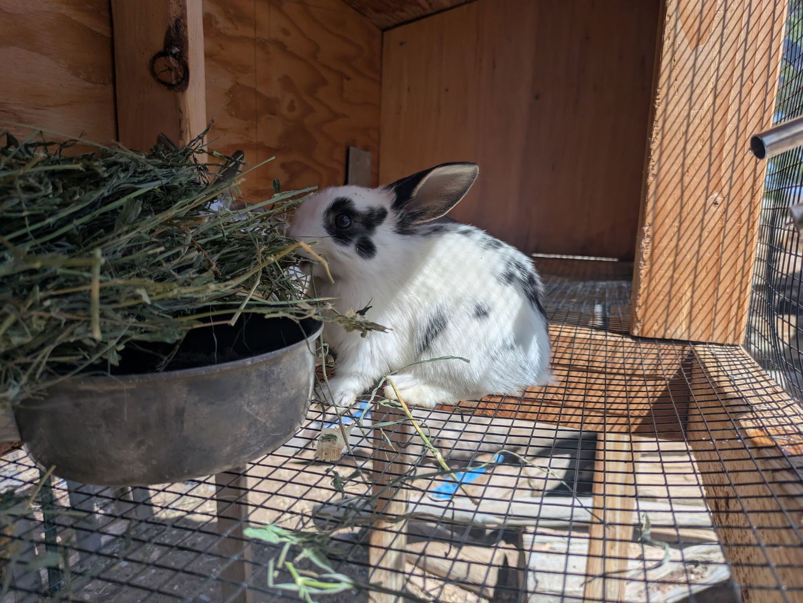 Bunnies for Sale