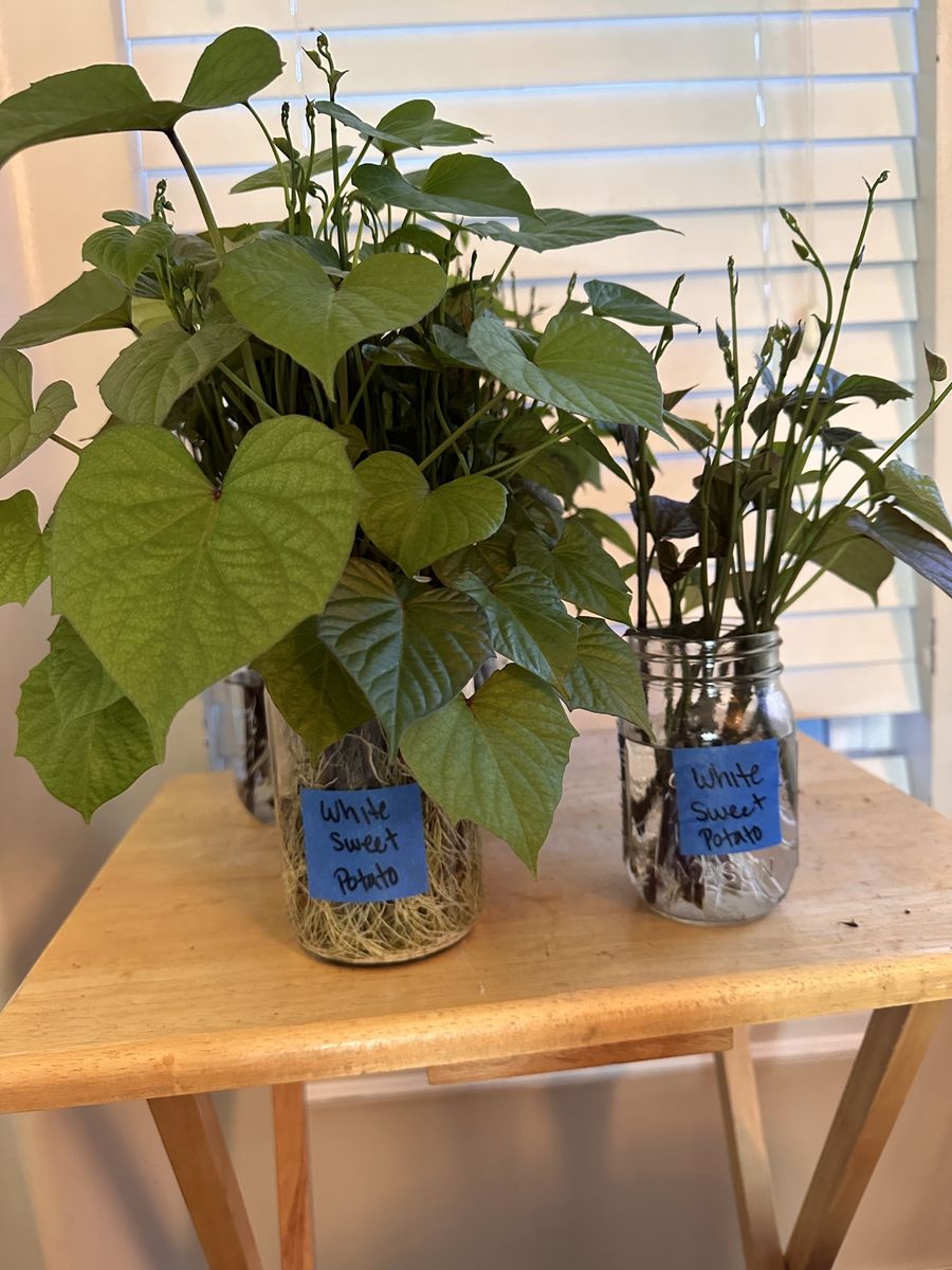 White Sweet Potato Slips