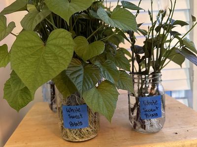 White Sweet Potato Slips