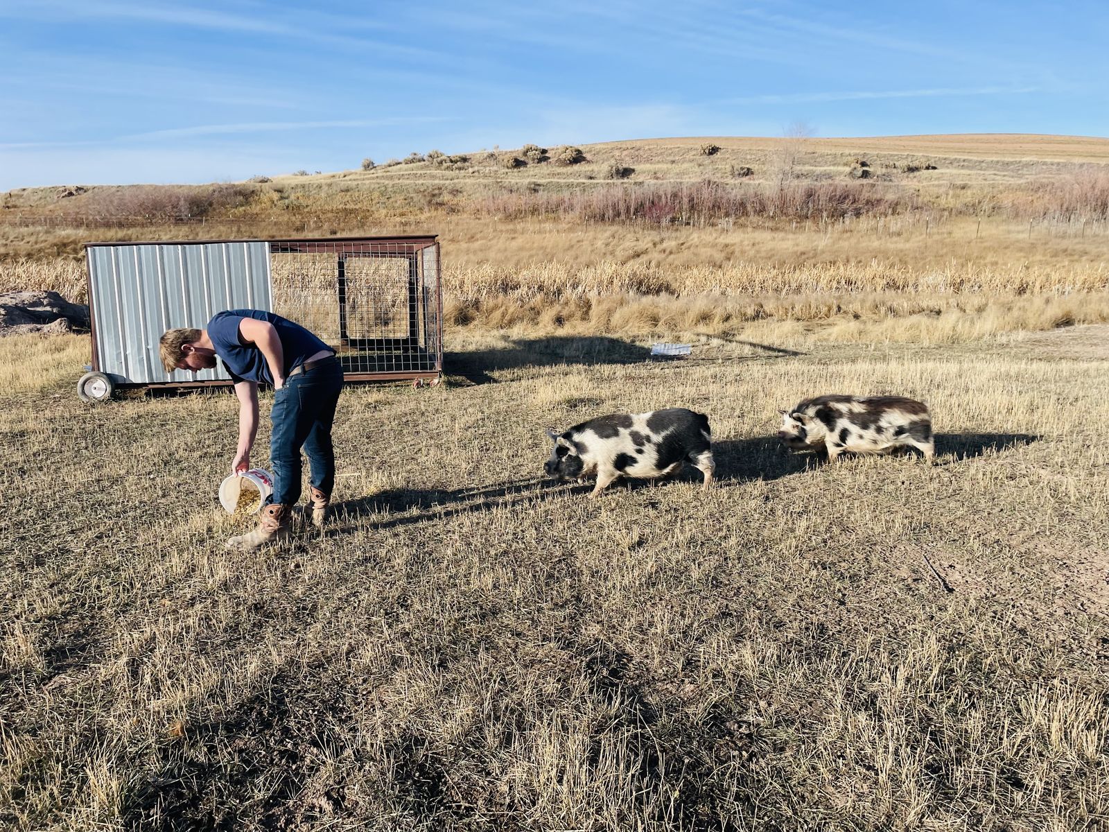 Two Female Kune Kune Pigs