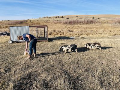 Two Female Kune Kune Pigs