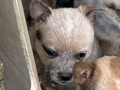 HEELER PUPS (MINI) DELIVERY POSSIBLE! THEY WILL STAY SMALL ONLY 2 LEFT!!! 2 REDS 1 M 1 F