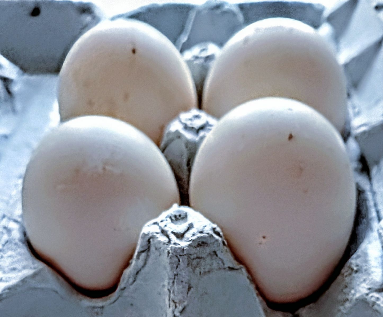 Duck Eggs