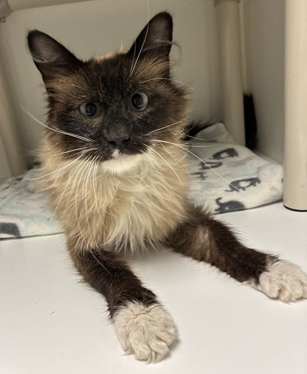 A165218 Master Splinter is Available for Adoption!