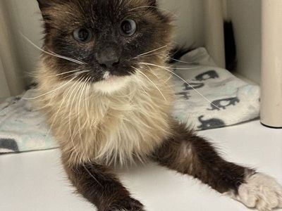 A165218 Master Splinter is Available for Adoption!
