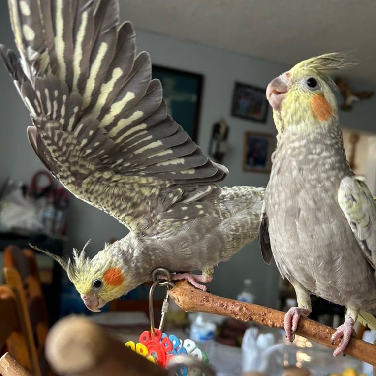 Cockatiels Not Tame 3 Months Old $150 Each