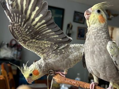 Cockatiels Not Tame 3 Months Old $150 Each