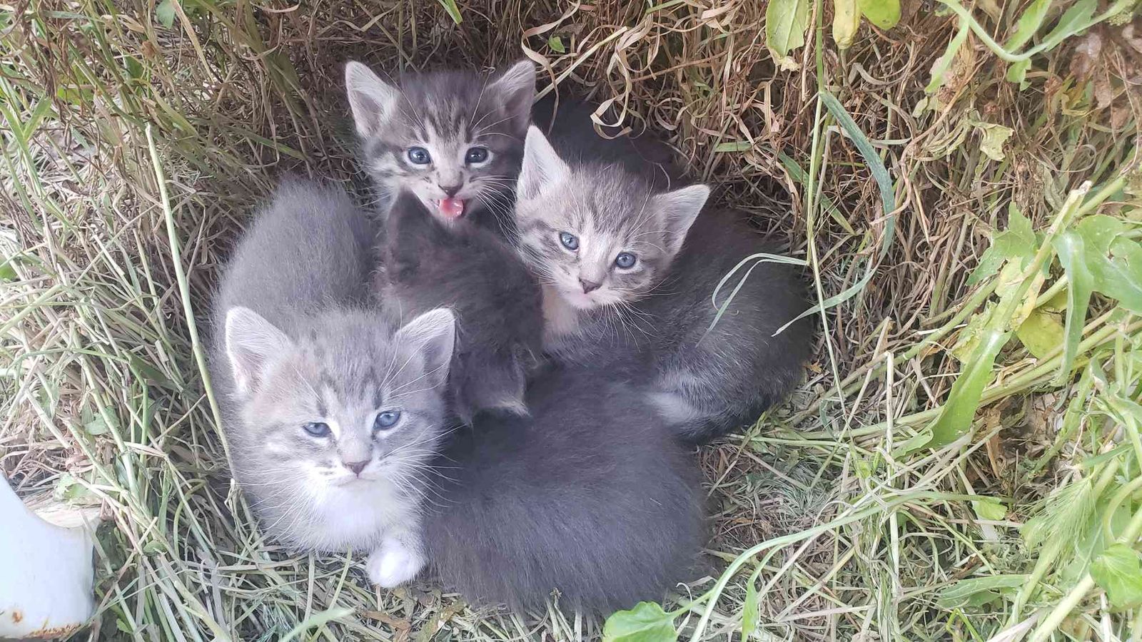 4 Kittens looking for new homes